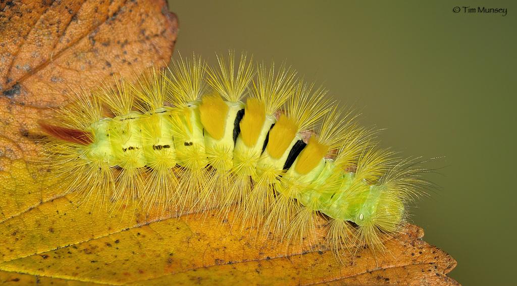 Pale Tussock Moth Catapillar 100909.jpg